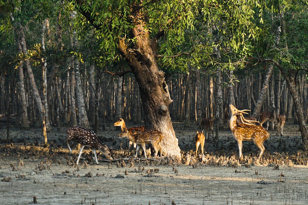 Green mangrove forest and nature